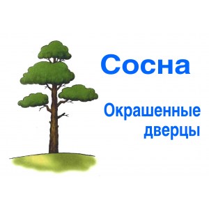 sosna-color7